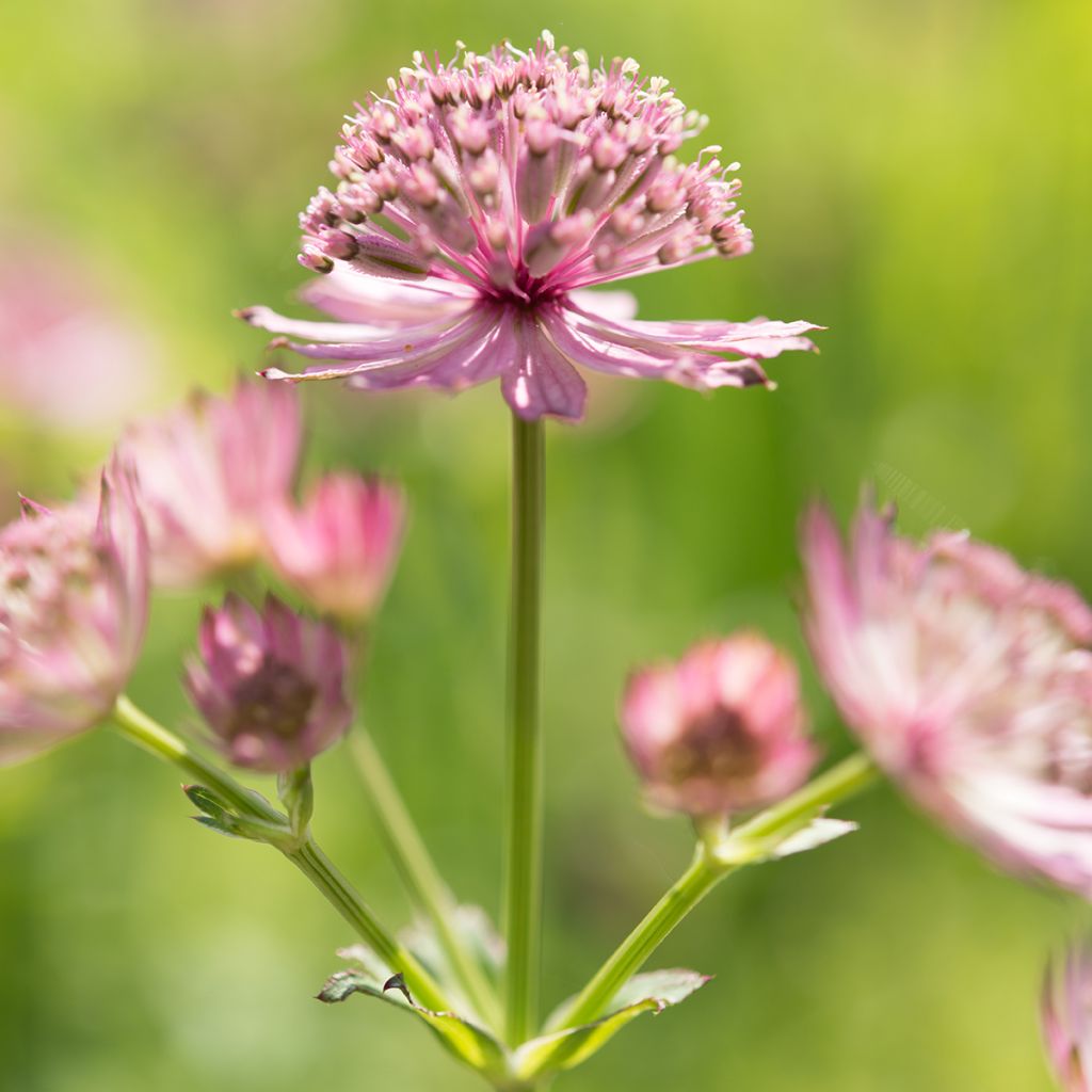 Astrantia Roma - Sterndolde