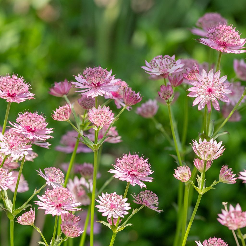 Astrantia Roma - Sterndolde