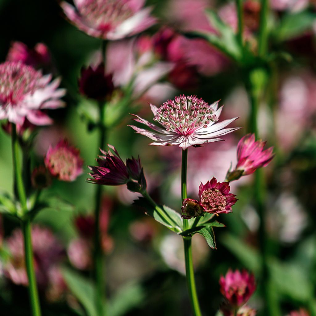 Astrantia Roma - Sterndolde