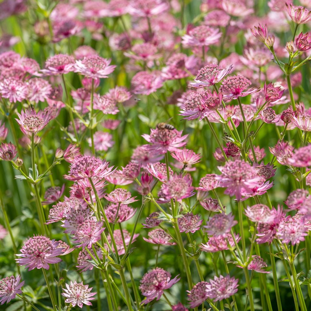 Astrantia Roma - Sterndolde