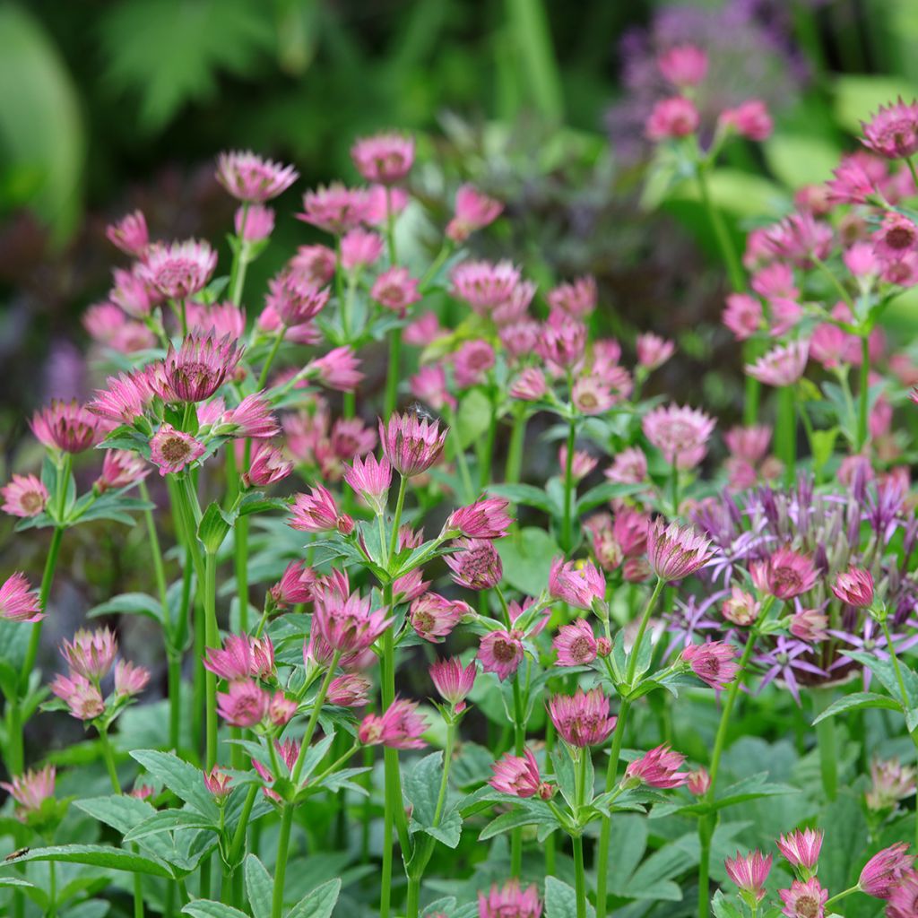 Astrantia Roma - Sterndolde