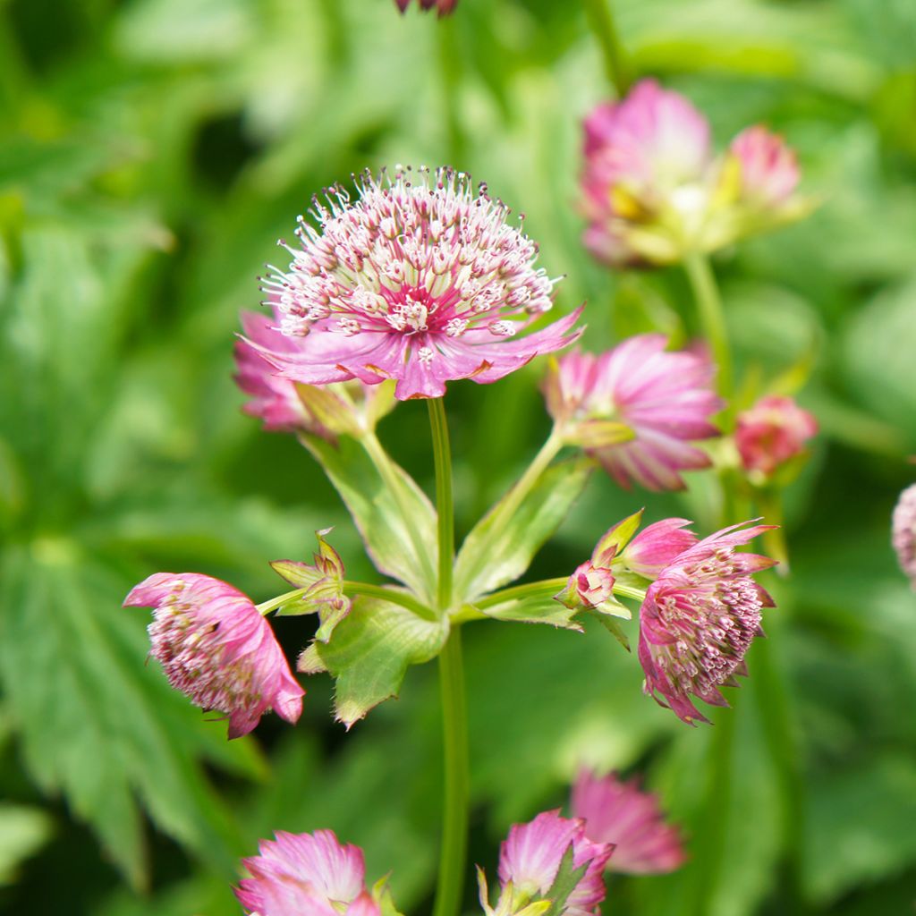 Astrantia major Rosea - Sterndolde