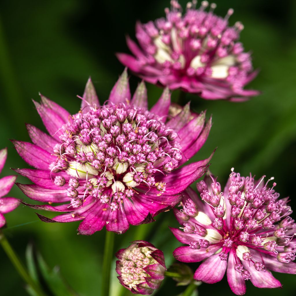 Astrantia major Rubra - Sterndolde