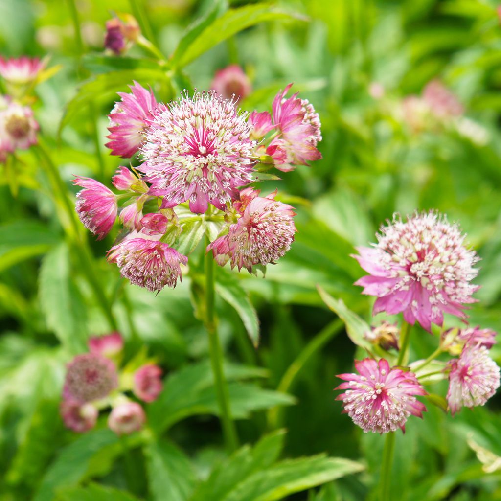 Astrantia Ruby Cloud - Sterndolde