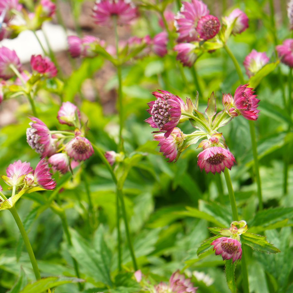 Astrantia Ruby Cloud - Sterndolde