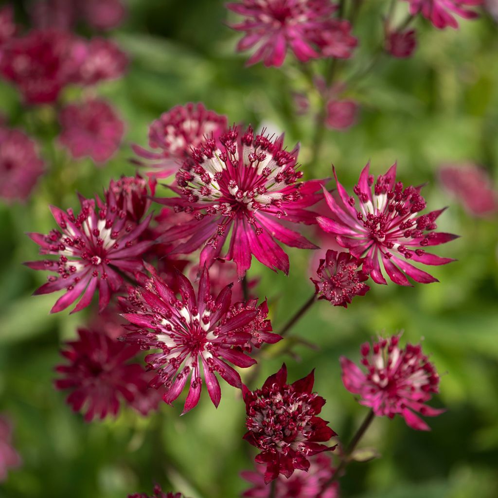 Astrantia Ruby Wedding - Sterndolde