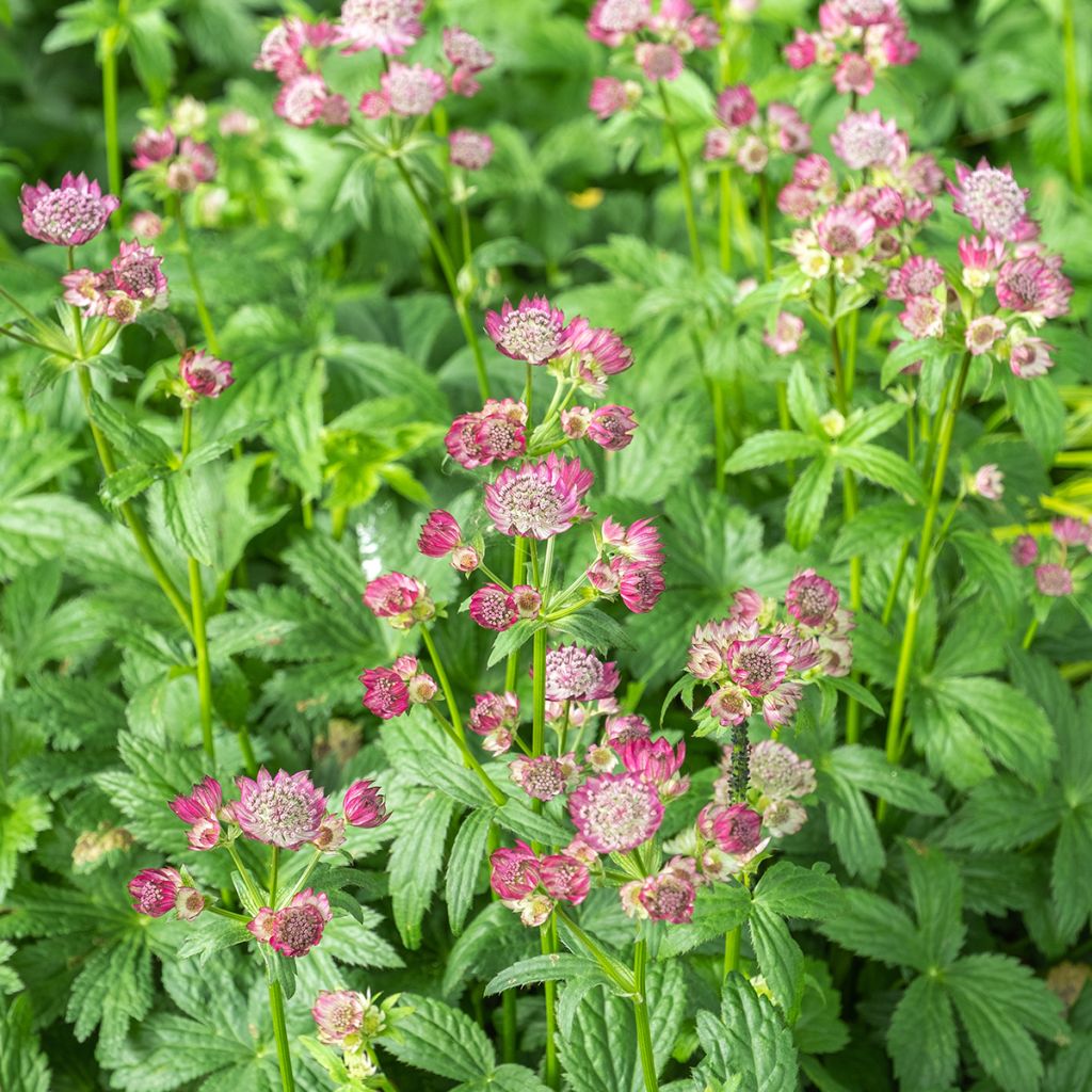 Astrantia Ruby Wedding - Sterndolde