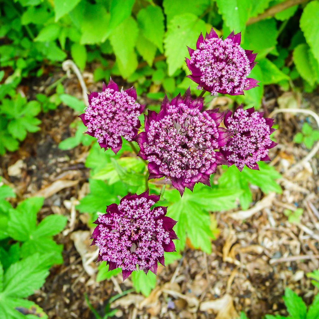 Astrantia Ruby Wedding - Sterndolde