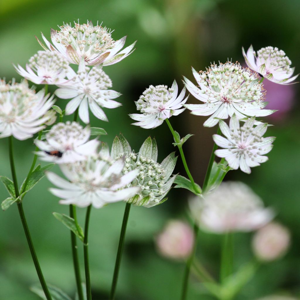 Astrantia Shaggy - Sterndolde