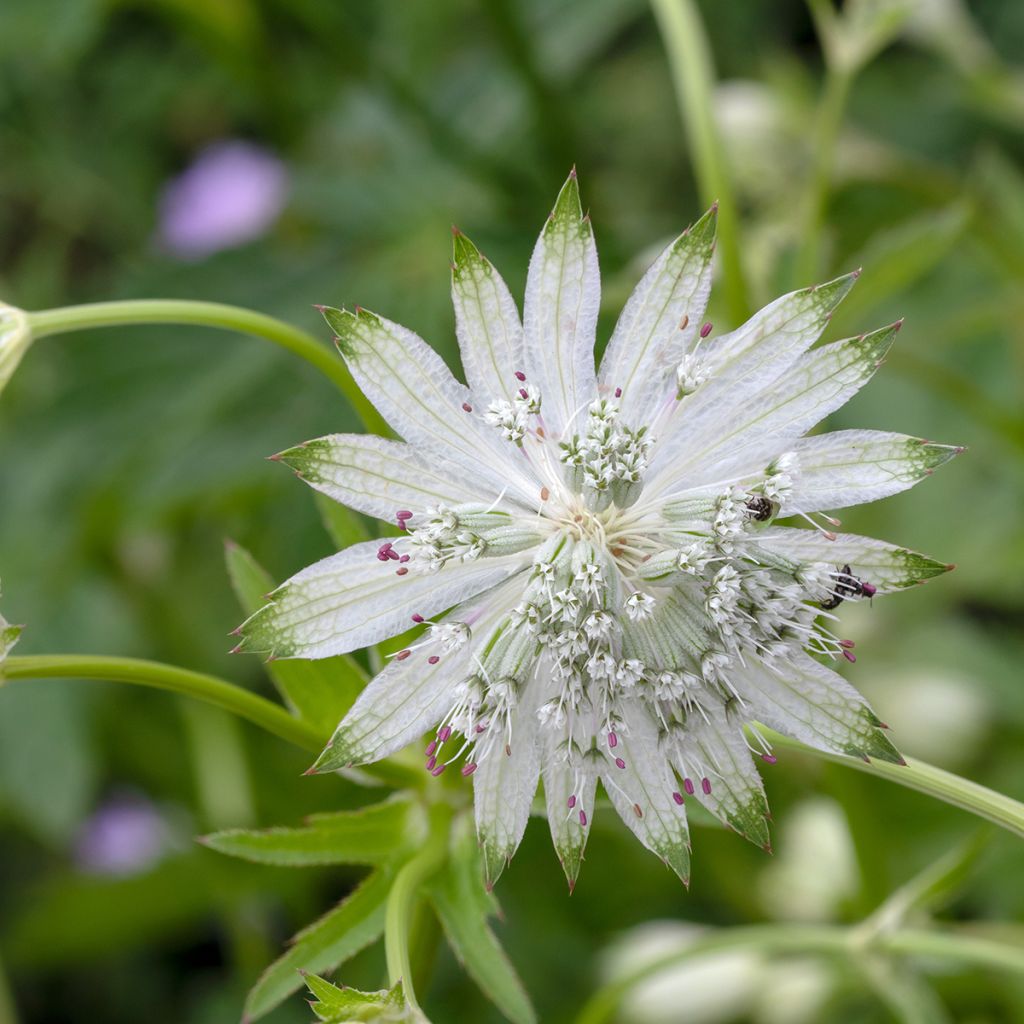 Astrantia Shaggy - Sterndolde