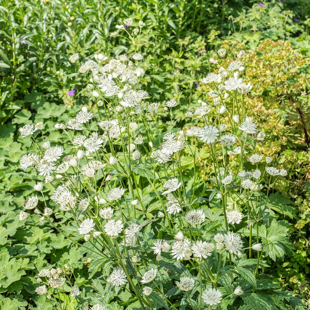 Astrantia Shaggy - Sterndolde