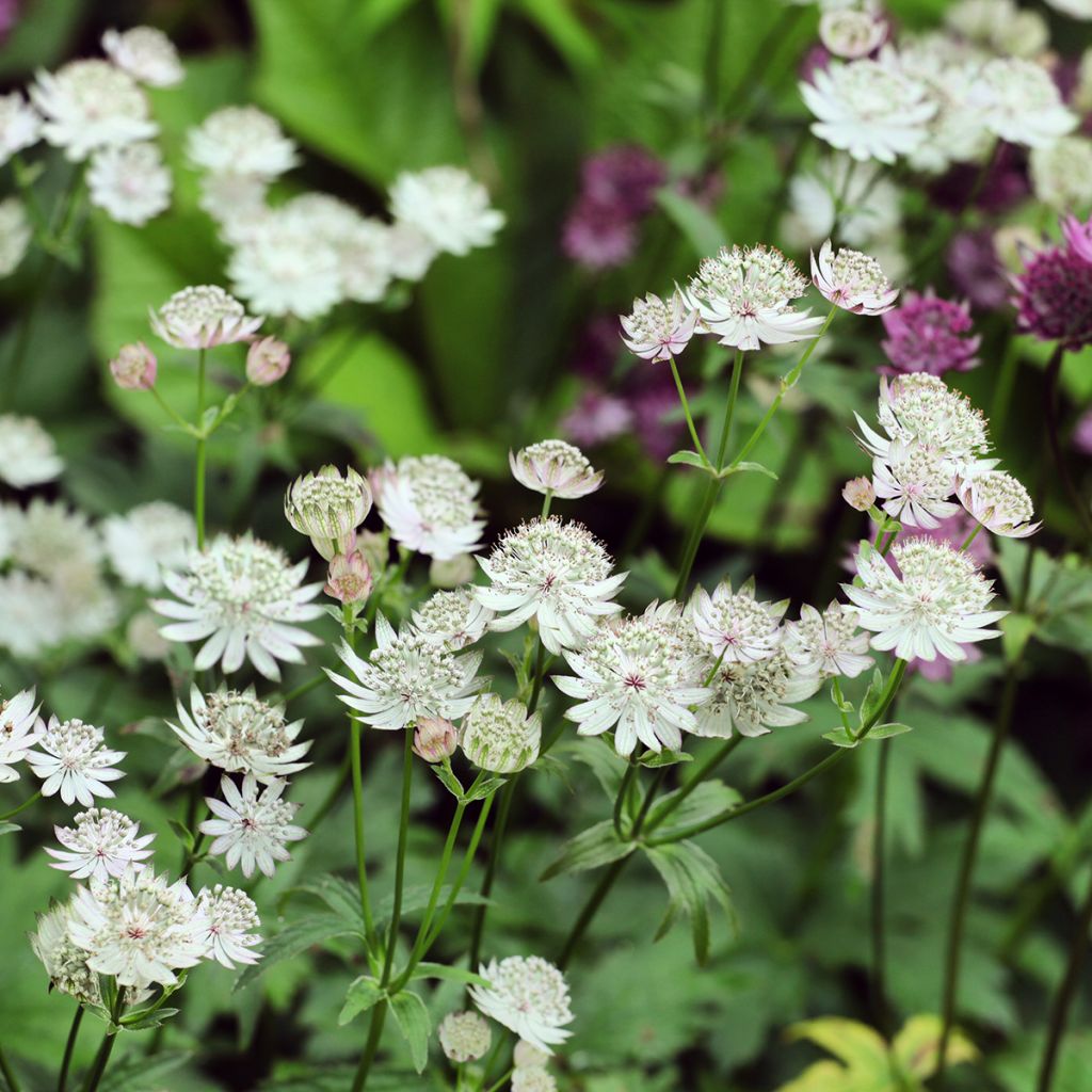 Astrantia Shaggy - Sterndolde