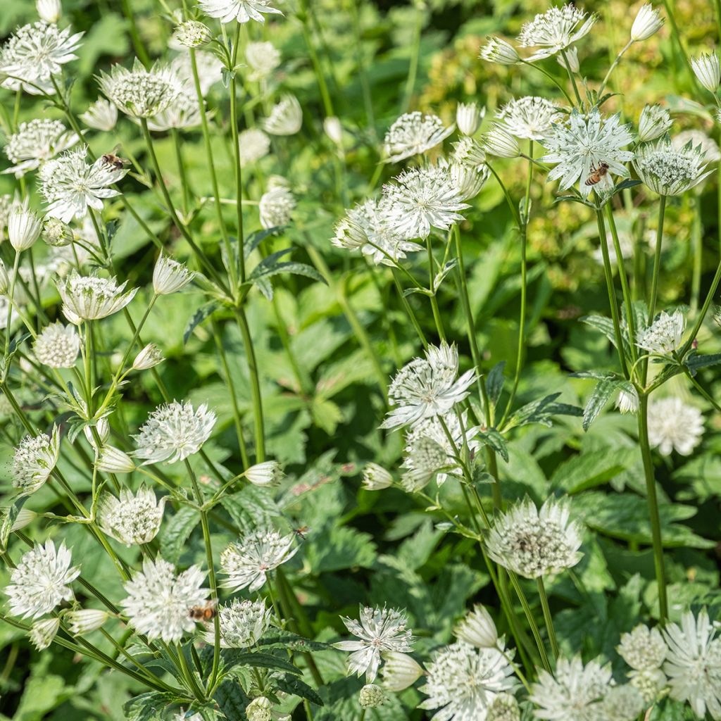 Astrantia Shaggy - Sterndolde