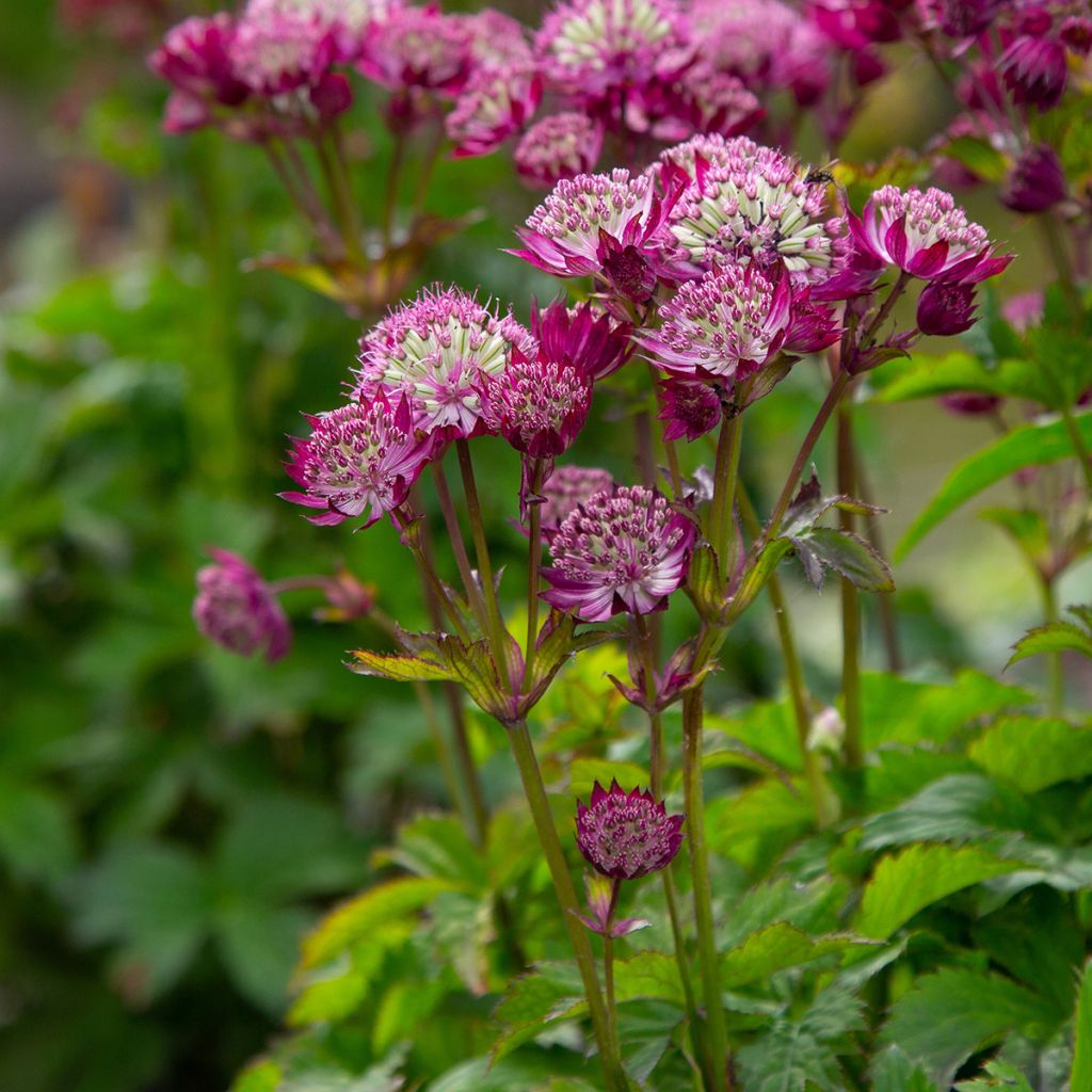 Astrantia Star of Beauty - Sterndolde