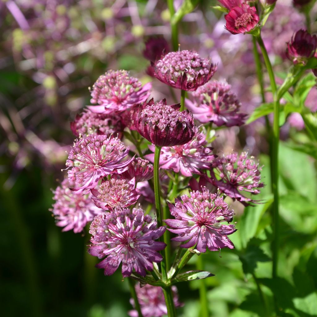 Astrantia Star of Beauty - Sterndolde