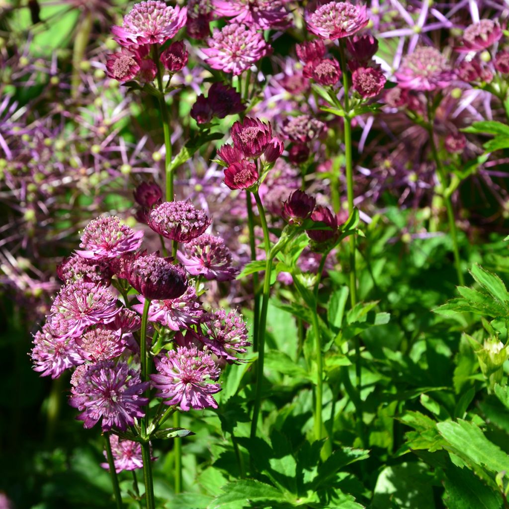 Astrantia Star of Beauty - Sterndolde