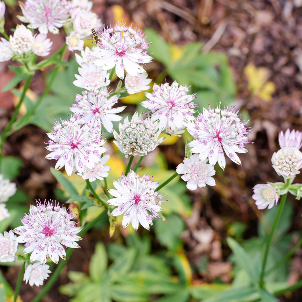 Astrantia Sunningdale Variegated - Sterndolde