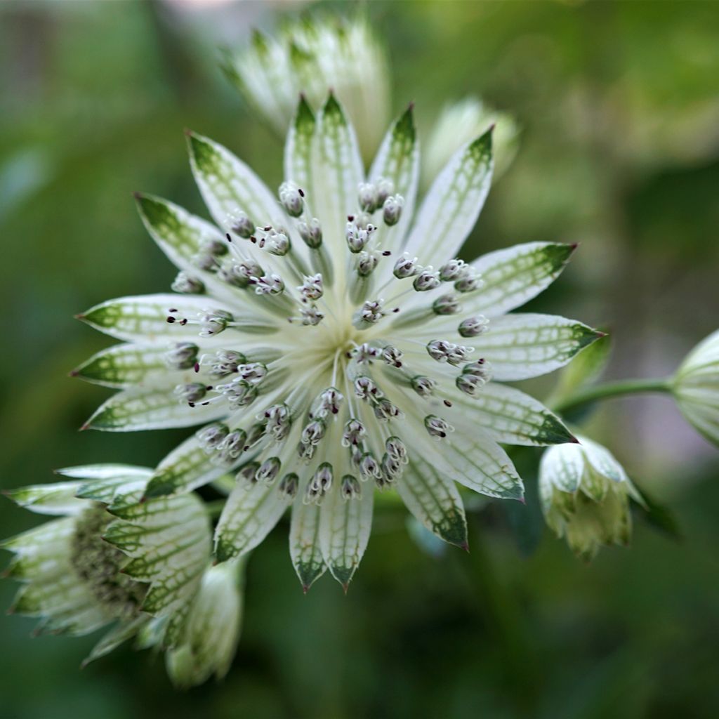 Astrantia White Giant - Große Sterndolde