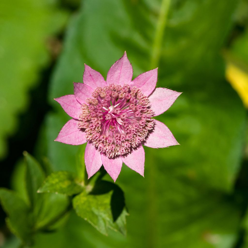 Astrantia maxima - Große Kaukasus-Sterndolde