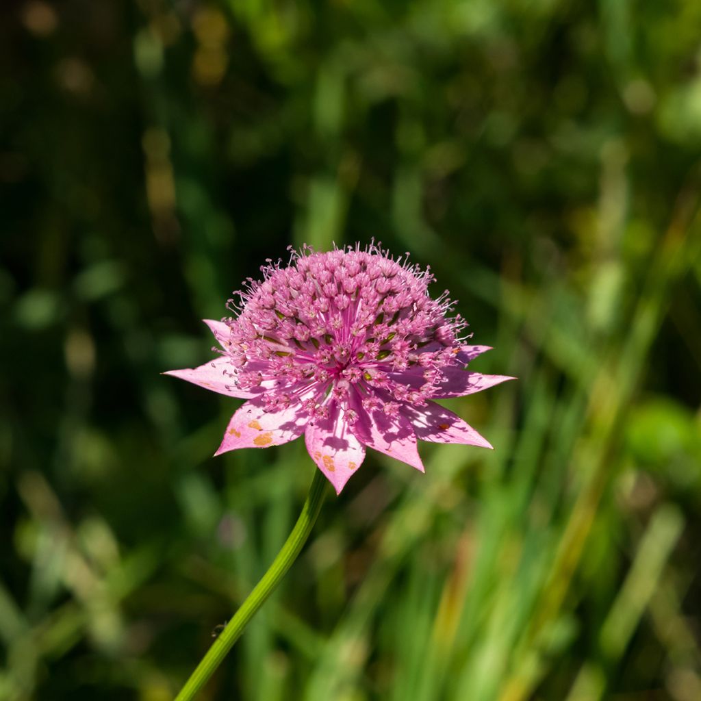 Astrantia maxima - Große Kaukasus-Sterndolde