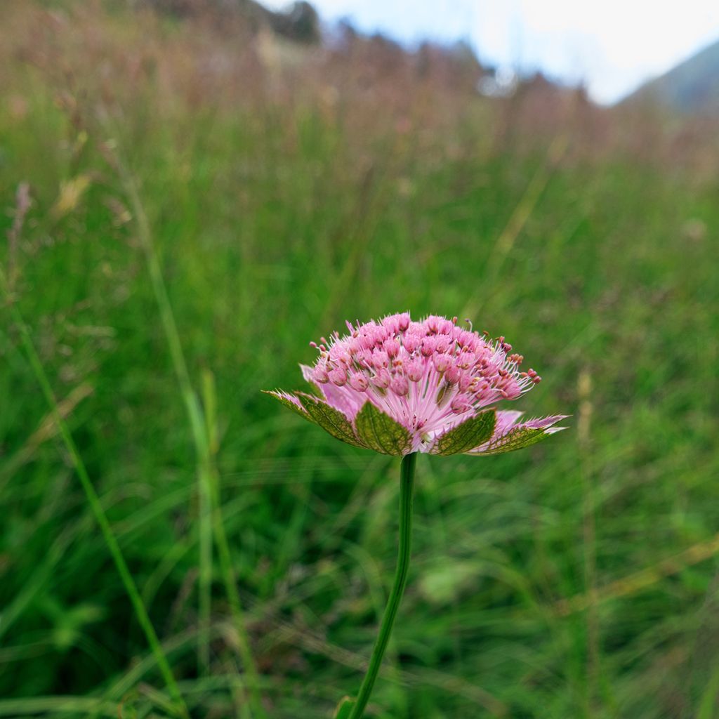 Astrantia maxima - Große Kaukasus-Sterndolde