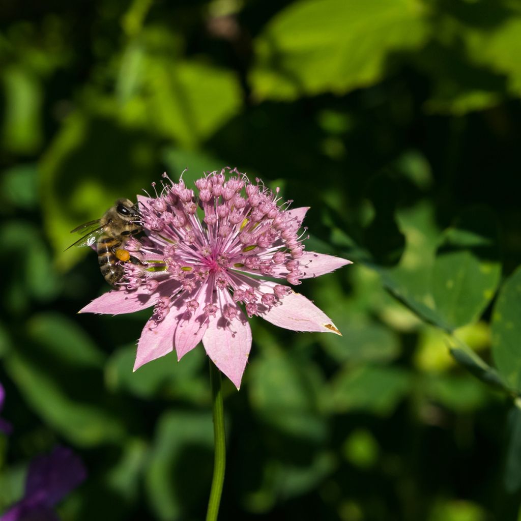 Astrantia maxima - Große Kaukasus-Sterndolde