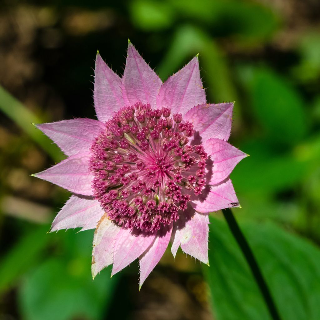 Astrantia maxima - Große Kaukasus-Sterndolde