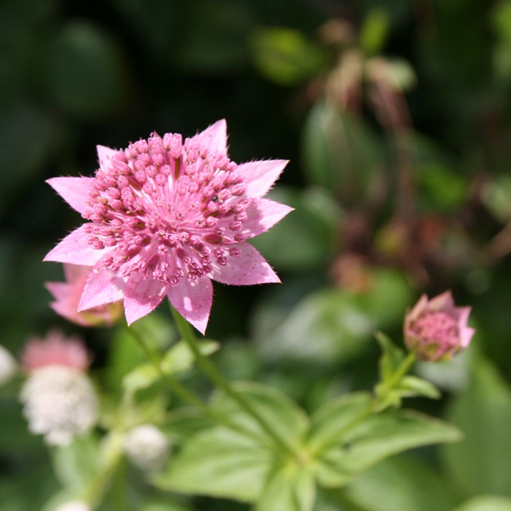 Astrantia maxima - Große Kaukasus-Sterndolde