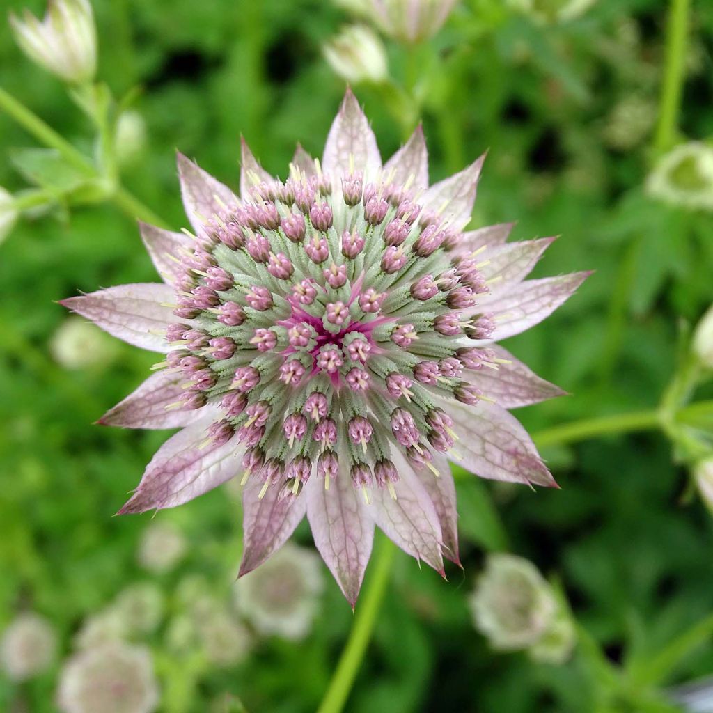 Astrantia Florence - Sterndolde