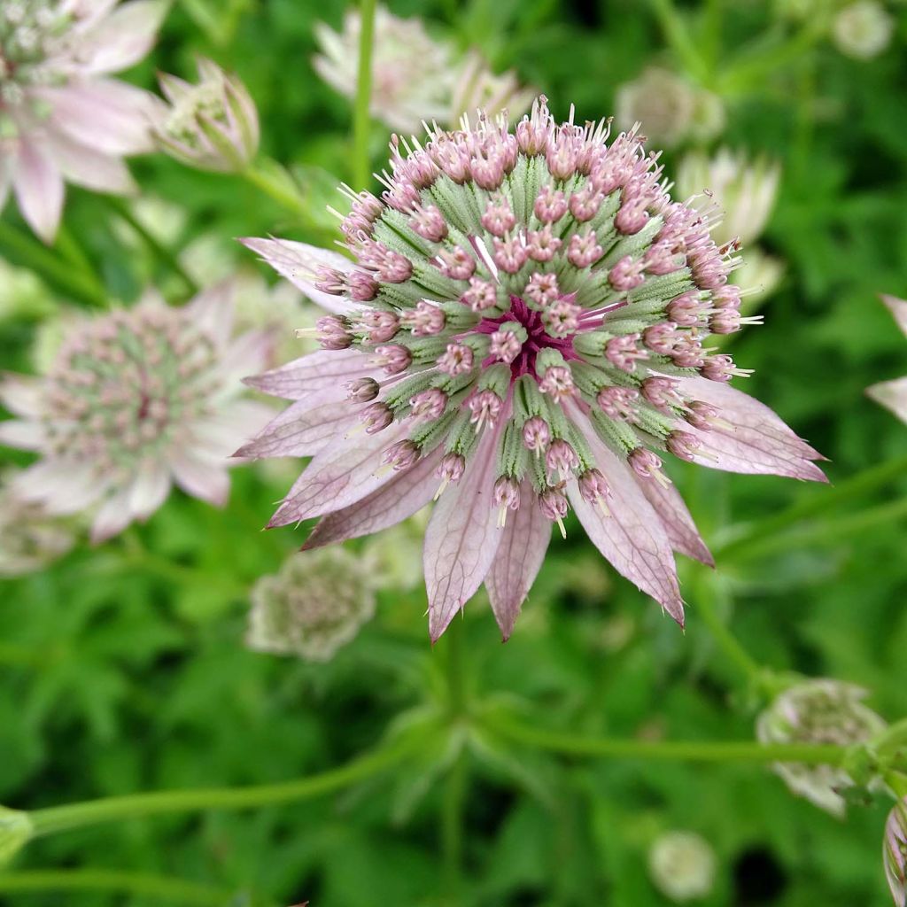 Astrance Florence - Astrantia major