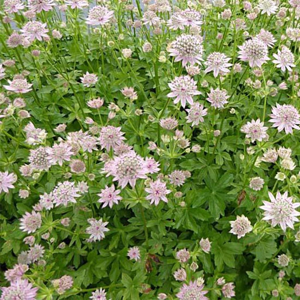 Astrance Florence - Astrantia major