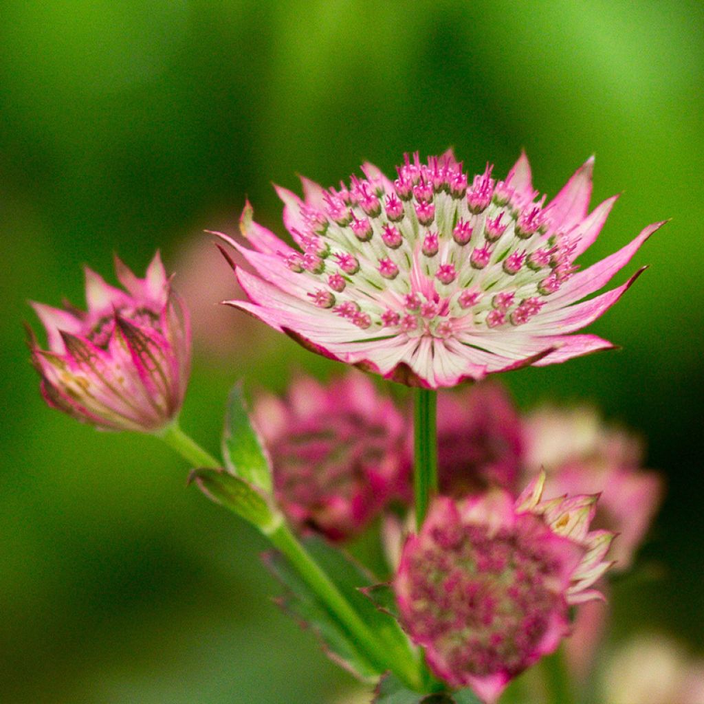 Astrantia Venice - Sterndolde