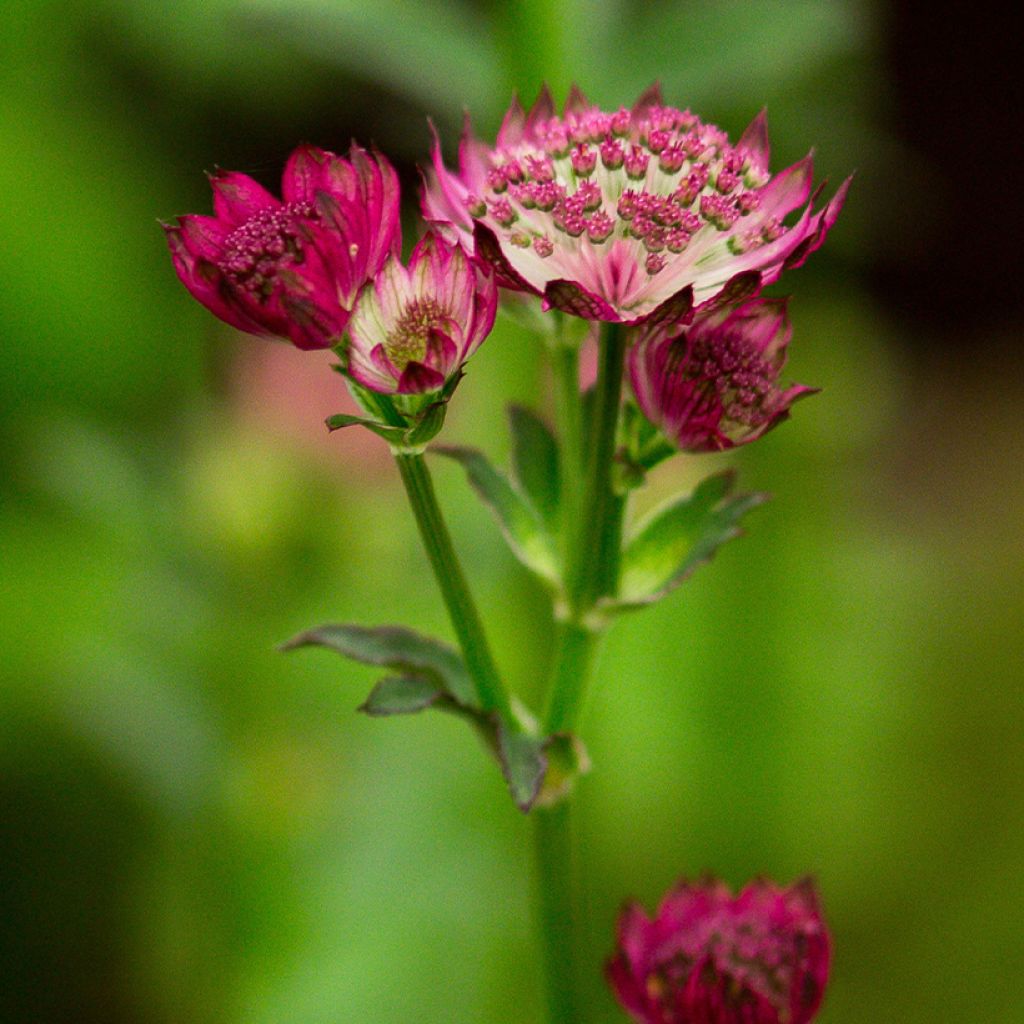 Astrantia Venice - Sterndolde