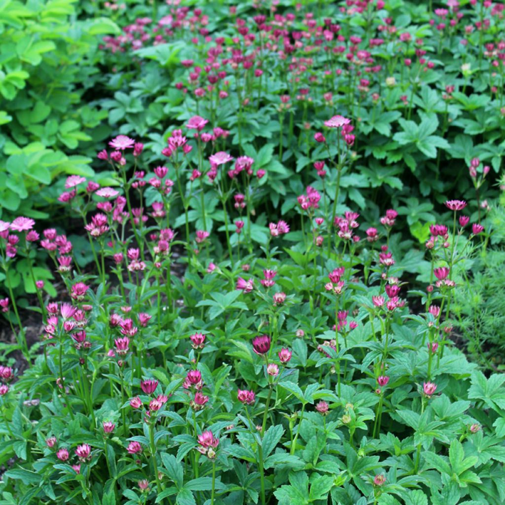 Astrantia Venice - Sterndolde