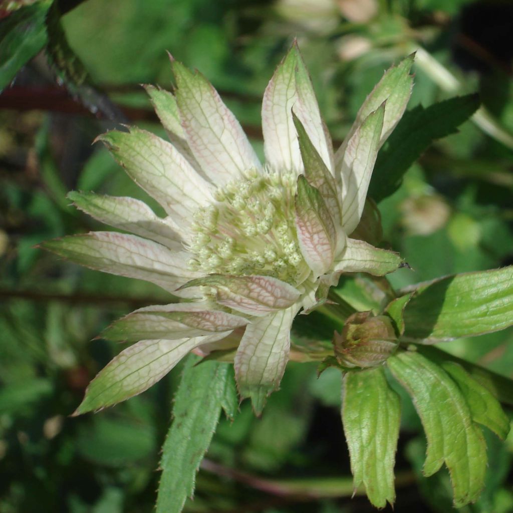 Astrantia Princesse Sturdza - Sterndolde