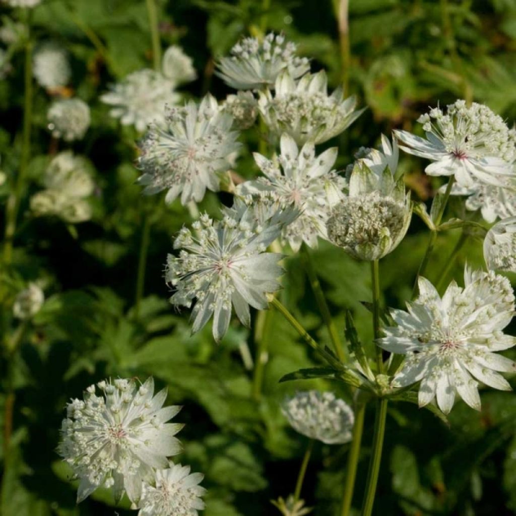 Astrance - Astrantia major Super Star