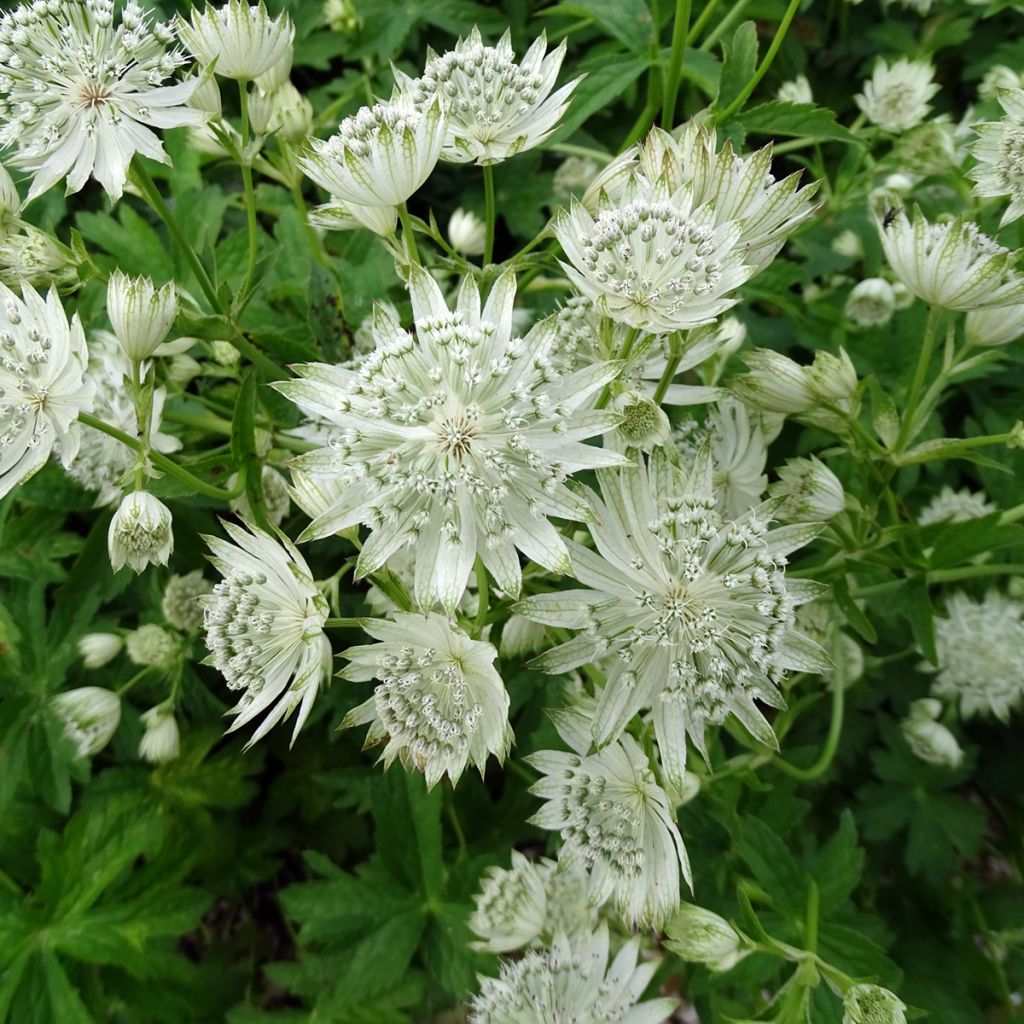 Astrantia Super Star - Sterndolde