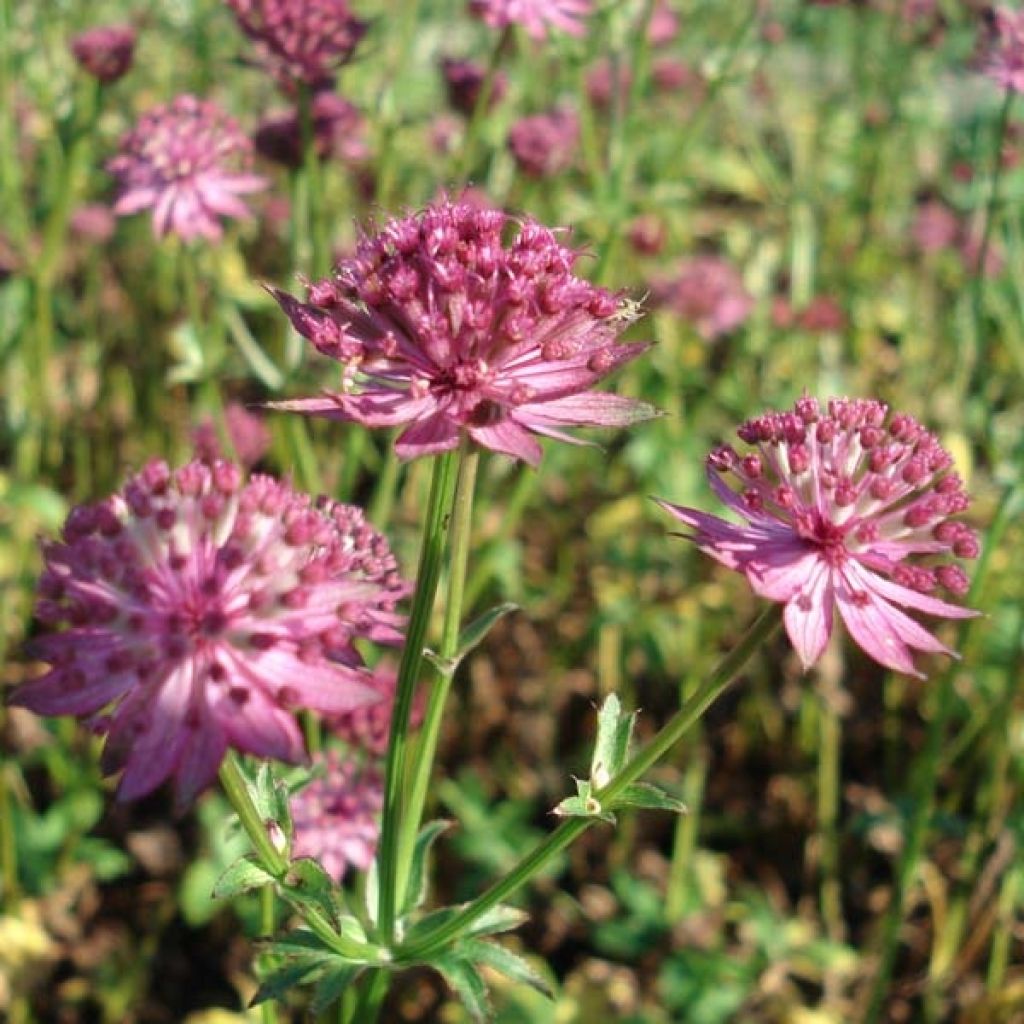 Astrantia Venice - Sterndolde