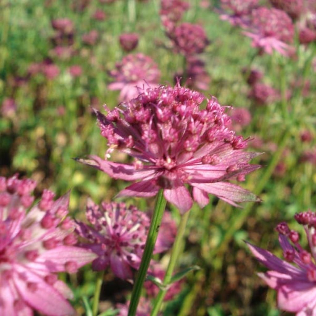 Astrantia Venice - Sterndolde