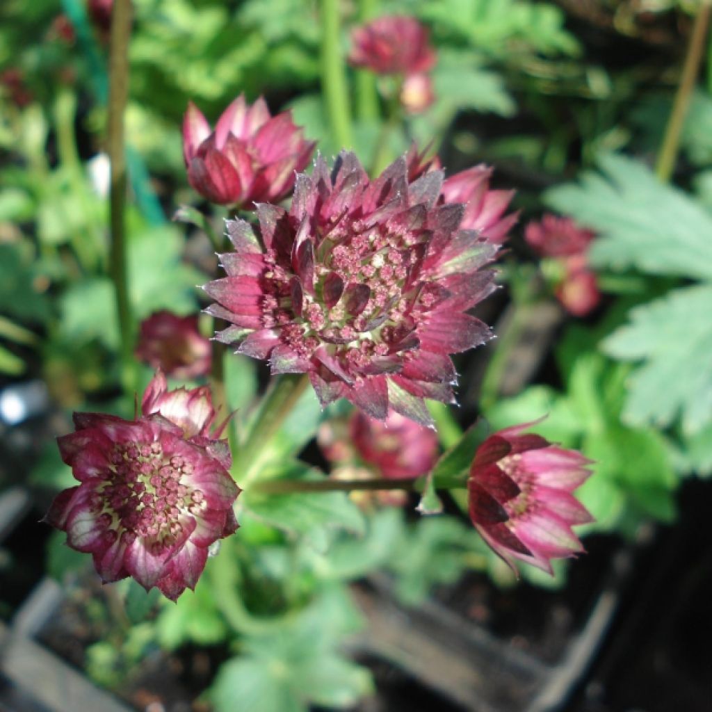 Astrantia Moulin Rouge - Sterndolde