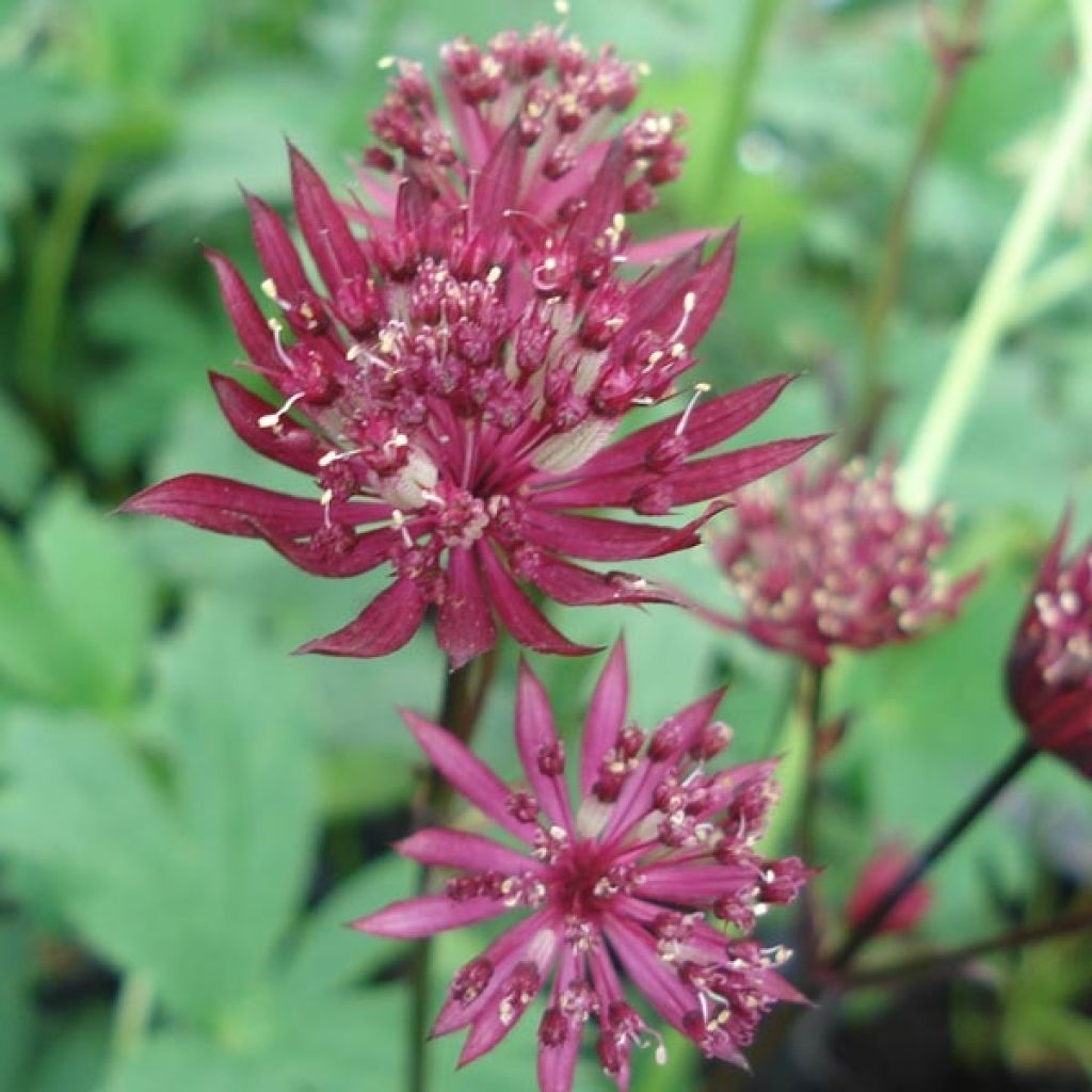 Astrantia Ruby Star - Sterndolde