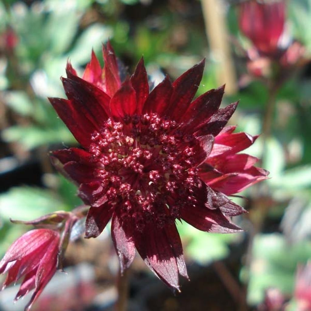 Astrance - Astrantia major Ruby Star