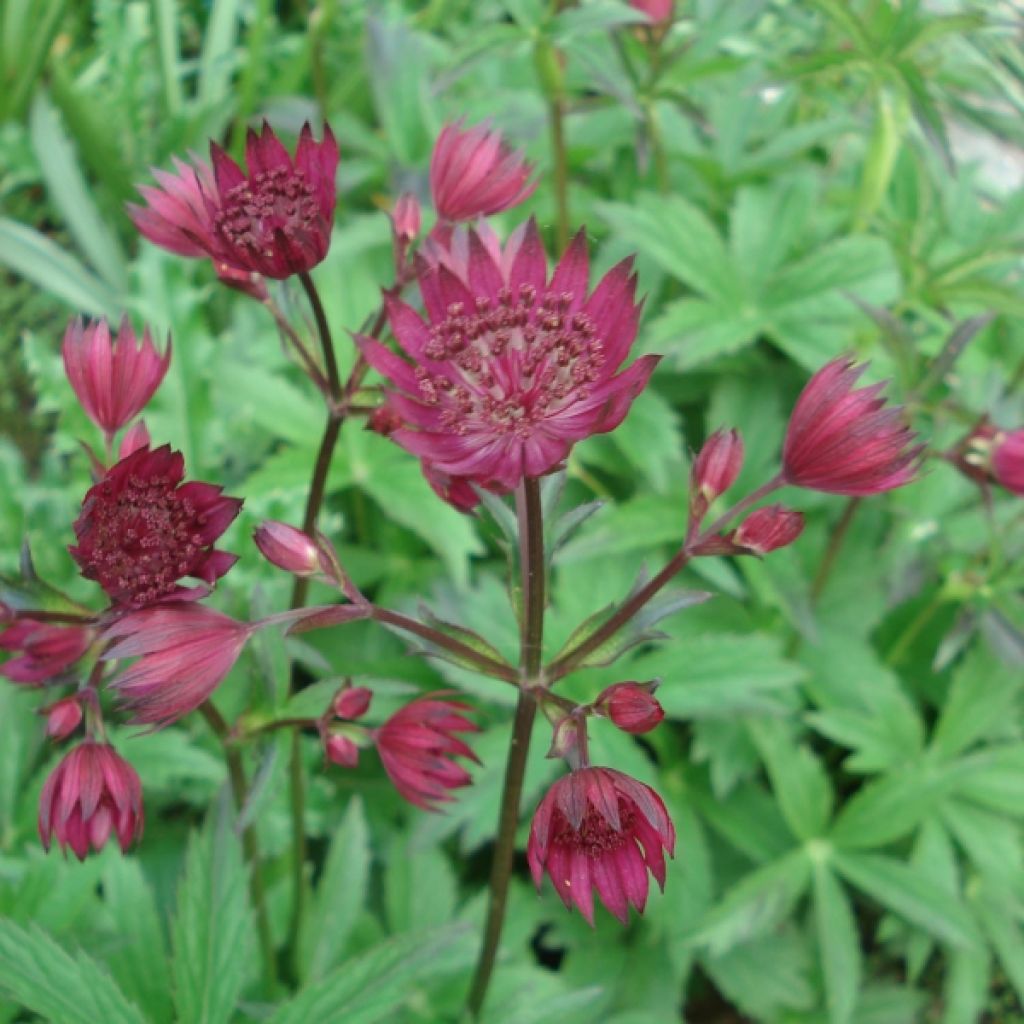 Astrantia Ruby Wedding - Sterndolde