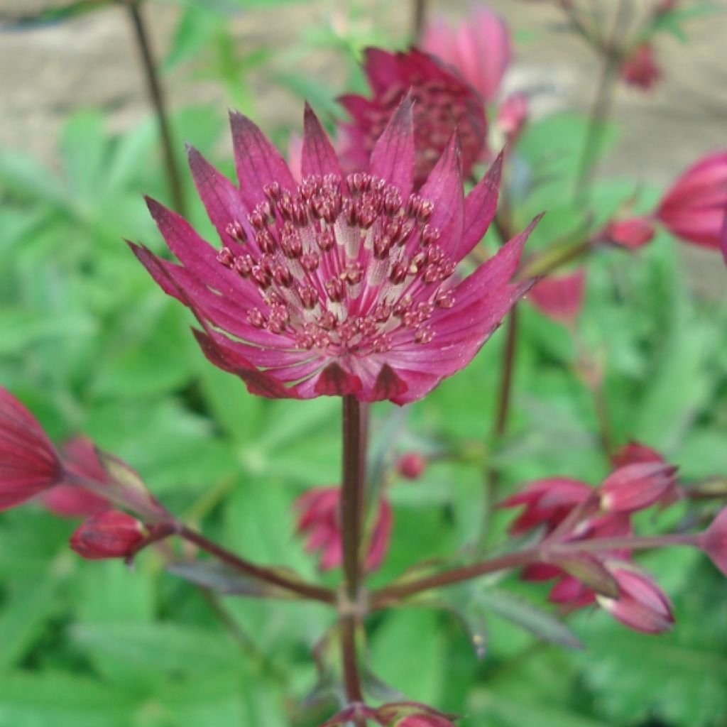 Astrantia Ruby Wedding - Sterndolde