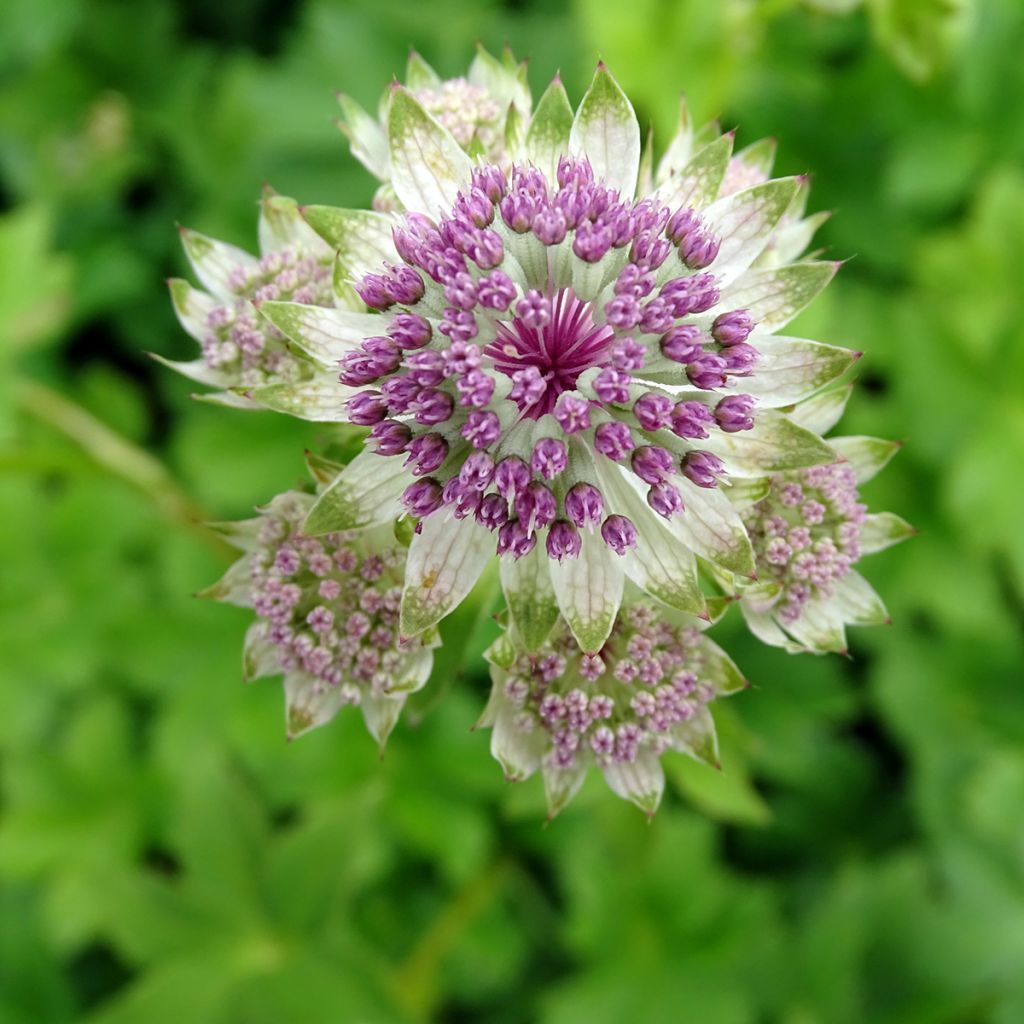 Astrance - Astrantia Star of Billion