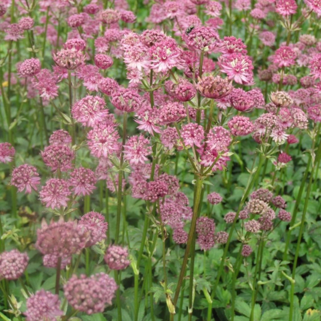 Astrance - Astrantia major Star of Passion