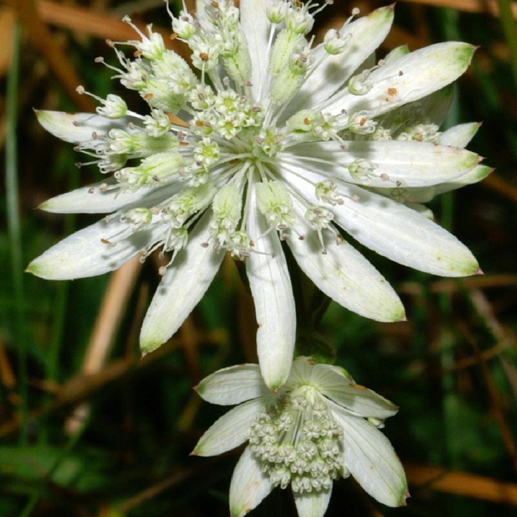 Astrantia bavarica  - Bayerische Sterndolde