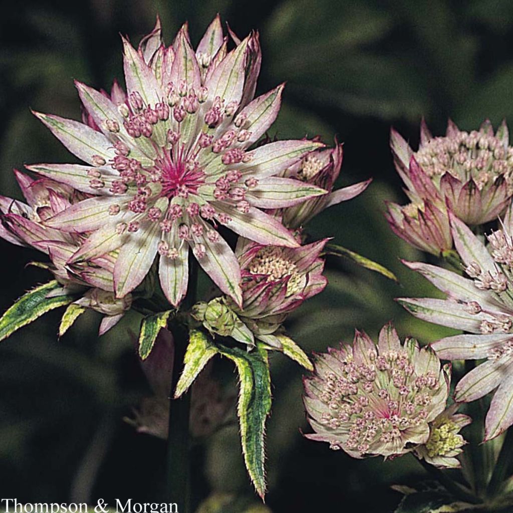 Astrantia major (Samen) - Große Sterndolde