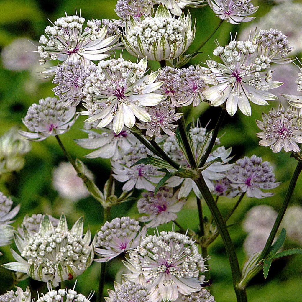 Astrantia major - Große Sterndolde