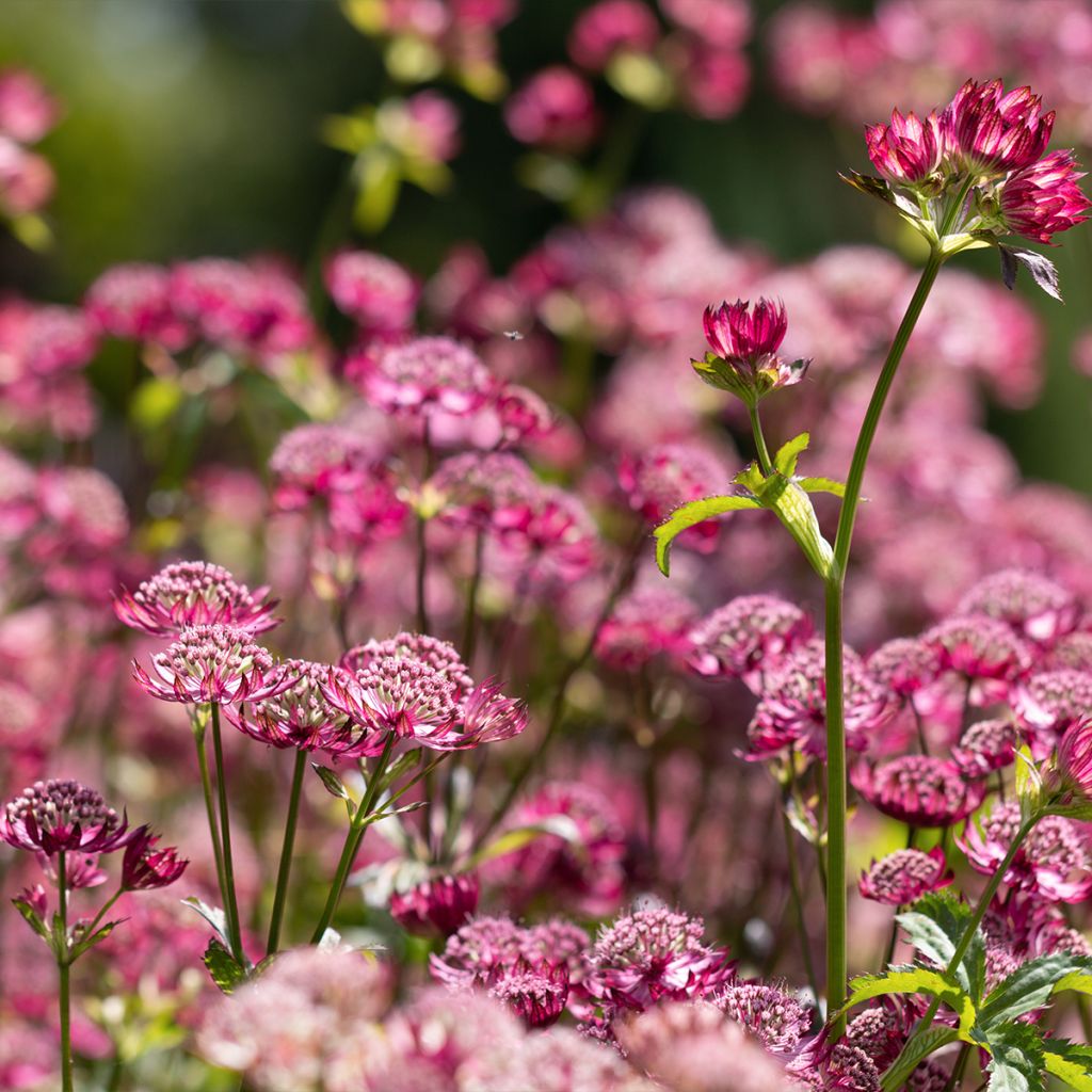 Astrantia Cerise Button - Sterndolde